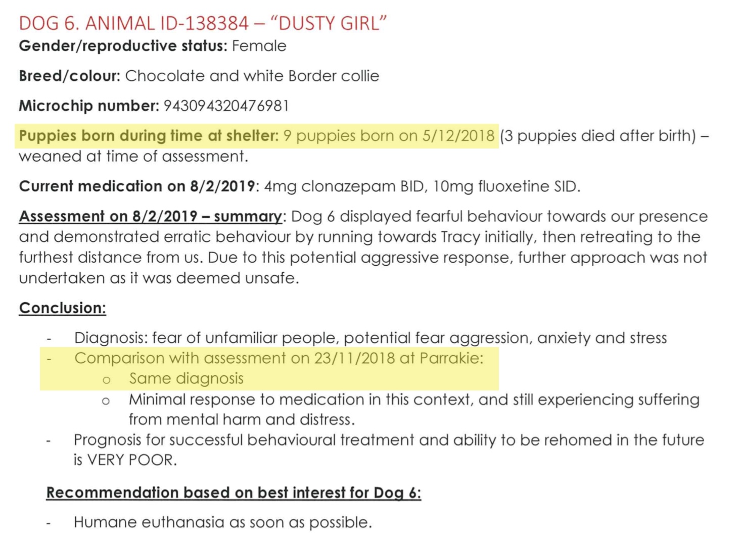 The RSPCA SA want to kill these border collies Saving Pets